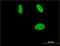 Cbfa1 antibody, LS-B4295, Lifespan Biosciences, Immunofluorescence image 