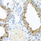 Ninein antibody, 23-465, ProSci, Immunohistochemistry frozen image 