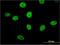 Mirror-image polydactyly gene 1 protein antibody, H00145282-M04, Novus Biologicals, Immunofluorescence image 