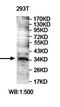 PIH1 Domain Containing 2 antibody, orb78127, Biorbyt, Western Blot image 