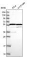 MDM4 antibody, NBP2-58791, Novus Biologicals, Western Blot image 