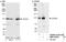 Zinc Finger CCCH-Type Containing 3 antibody, NBP1-03341, Novus Biologicals, Western Blot image 