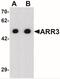 Arrestin 3 antibody, NBP2-41249, Novus Biologicals, Western Blot image 