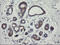 RIO Kinase 2 antibody, LS-C174202, Lifespan Biosciences, Immunohistochemistry paraffin image 