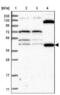 Eukaryotic Translation Termination Factor 1 antibody, NBP2-38350, Novus Biologicals, Western Blot image 