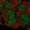 Homeobox protein Hox-B5 antibody, NBP2-57333, Novus Biologicals, Immunofluorescence image 