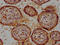 C-Src kinase antibody, CSB-PA006056LA01HU, Cusabio, Immunohistochemistry frozen image 