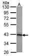 HSJ1 antibody, LS-C185621, Lifespan Biosciences, Western Blot image 