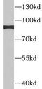 Integrin Subunit Beta 7 antibody, FNab04355, FineTest, Western Blot image 