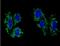 ACAT-1 antibody, NBP2-22565, Novus Biologicals, Immunofluorescence image 