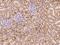ADAM Metallopeptidase Domain 10 antibody, 106833-T08, Sino Biological, Immunohistochemistry frozen image 