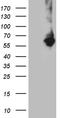 Ring Finger Protein 149 antibody, CF810426, Origene, Western Blot image 