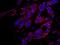 Dedicator Of Cytokinesis 4 antibody, IHC-00647, Bethyl Labs, Immunofluorescence image 