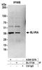 BVR A antibody, A304-527A, Bethyl Labs, Immunoprecipitation image 