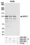 PAX3 And PAX7 Binding Protein 1 antibody, A303-166A, Bethyl Labs, Immunoprecipitation image 