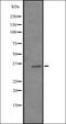 F11 Receptor antibody, orb335359, Biorbyt, Western Blot image 