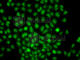 Cell Death Inducing DFFA Like Effector A antibody, A7655, ABclonal Technology, Immunofluorescence image 