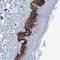 Chromosome X Open Reading Frame 56 antibody, HPA038617, Atlas Antibodies, Immunohistochemistry frozen image 