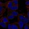 Solute Carrier Family 35 Member D3 antibody, HPA067497, Atlas Antibodies, Immunofluorescence image 