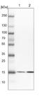 BUD31 Homolog antibody, NBP1-84010, Novus Biologicals, Western Blot image 