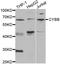 Chorionic somatomammotropin hormone antibody, orb135320, Biorbyt, Western Blot image 