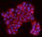 MDS1 and EVI1 complex locus protein EVI1 antibody, A04590-1, Boster Biological Technology, Immunofluorescence image 