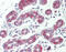 Arginine Vasopressin Receptor 1A antibody, OALA08654, Aviva Systems Biology, Immunohistochemistry paraffin image 