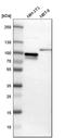 SH3 Domain Containing Kinase Binding Protein 1 antibody, HPA003355, Atlas Antibodies, Western Blot image 