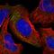 WASH Complex Subunit 3 antibody, HPA038339, Atlas Antibodies, Immunofluorescence image 