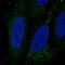 Leucine Rich Repeat And Ig Domain Containing 3 antibody, HPA059558, Atlas Antibodies, Immunocytochemistry image 