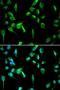 DNA Topoisomerase II Binding Protein 1 antibody, orb178569, Biorbyt, Immunofluorescence image 