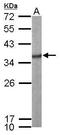 Serine And Arginine Rich Splicing Factor 1 antibody, GTX114918, GeneTex, Western Blot image 