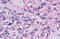 Neuropeptide Y Receptor Y4 antibody, MBS246769, MyBioSource, Immunohistochemistry frozen image 
