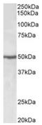 Eukaryotic Translation Elongation Factor 1 Alpha 2 antibody, AP32067PU-N, Origene, Western Blot image 
