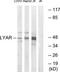 Cell growth-regulating nucleolar protein antibody, TA315594, Origene, Western Blot image 