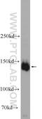Liprin-alpha-3 antibody, 11492-1-AP, Proteintech Group, Western Blot image 