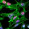 Histone H3 antibody, NBP2-61544, Novus Biologicals, Immunofluorescence image 