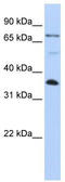 LIM And SH3 Protein 1 antibody, TA334409, Origene, Western Blot image 
