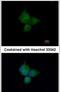 ATPase H+ Transporting V1 Subunit A antibody, PA5-29191, Invitrogen Antibodies, Immunofluorescence image 