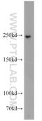 A-Kinase Anchoring Protein 11 antibody, 20034-1-AP, Proteintech Group, Western Blot image 