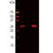 Calbindin 1 antibody, M03047-1, Boster Biological Technology, Western Blot image 