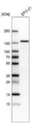 Junction Mediating And Regulatory Protein, P53 Cofactor antibody, NBP1-83478, Novus Biologicals, Western Blot image 
