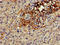 Connexin-50 antibody, orb48248, Biorbyt, Immunohistochemistry paraffin image 