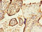 NAP-4 antibody, LS-C676538, Lifespan Biosciences, Immunohistochemistry paraffin image 