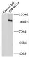Protein Phosphatase 1 Regulatory Subunit 15B antibody, FNab06705, FineTest, Immunoprecipitation image 