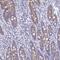 Galactosidase Beta 1 Like 2 antibody, PA5-63802, Invitrogen Antibodies, Immunohistochemistry frozen image 