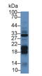 Diacylglycerol Kinase Alpha antibody, MBS2027285, MyBioSource, Western Blot image 