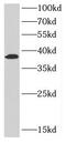 CCN2 antibody, FNab02053, FineTest, Western Blot image 