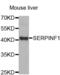 Serpin Family F Member 1 antibody, abx001406, Abbexa, Western Blot image 