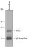 Neuropilin and tolloid-like protein 2 antibody, AF3859, R&D Systems, Immunoprecipitation image 